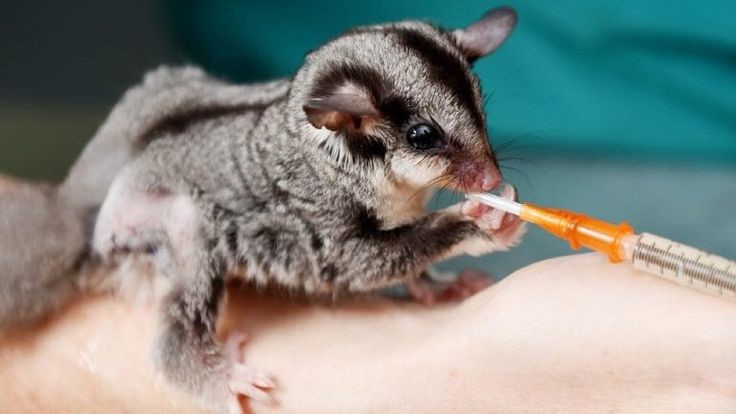 cara merawat dan memelihara sugar glider