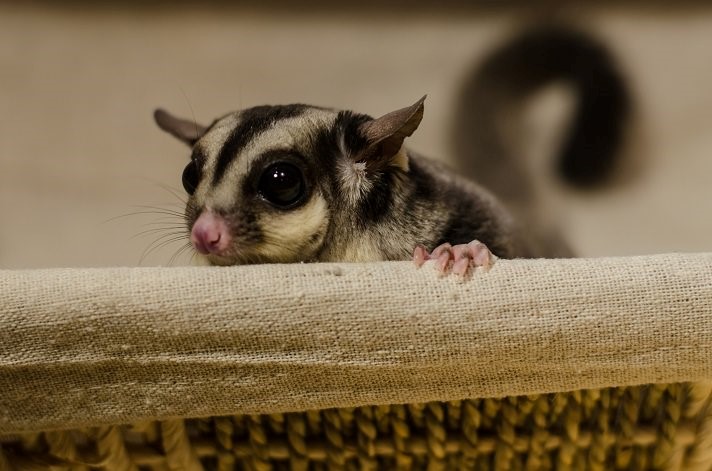 cara merawat sugar glider yang baik