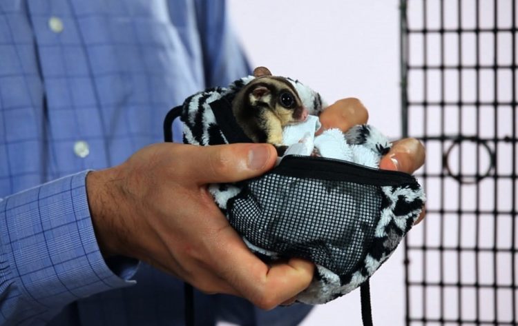 cara merawat sugar glider joey bagi pemula