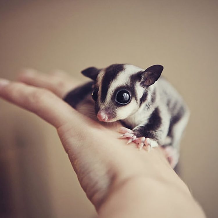 cara merawat sugar glider yang sedang hamil