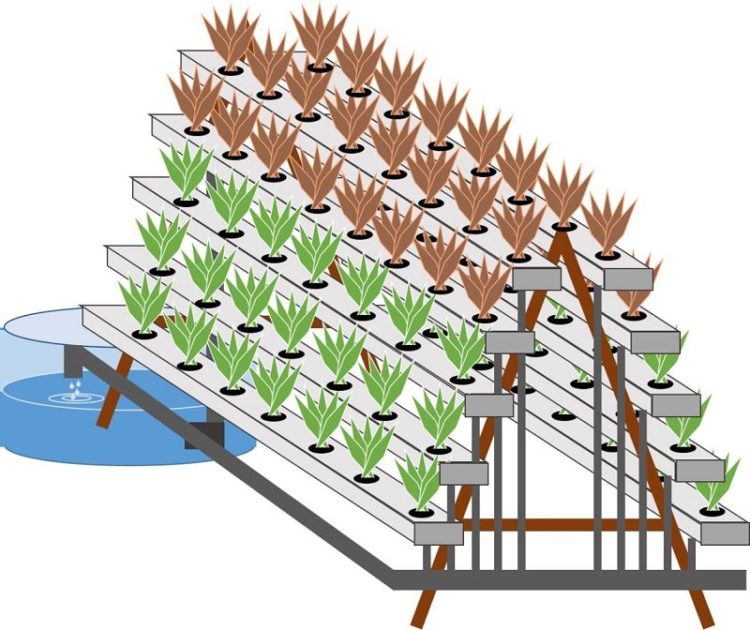 apa saja tanaman hidroponik