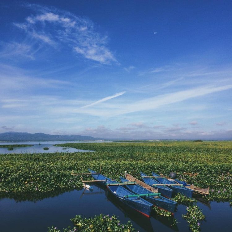 eceng gondok berkembang biak dengan