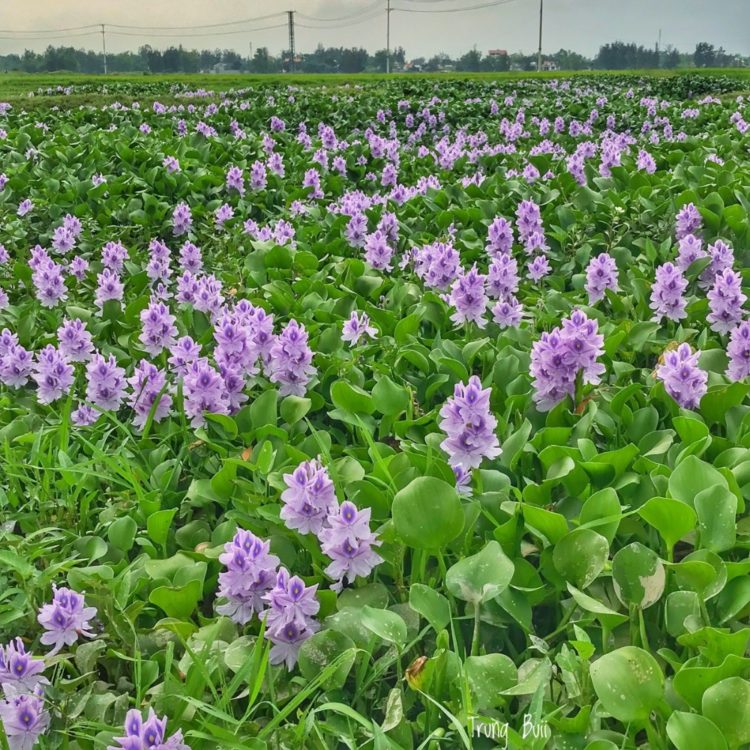 habitat tumbuhan eceng gondok