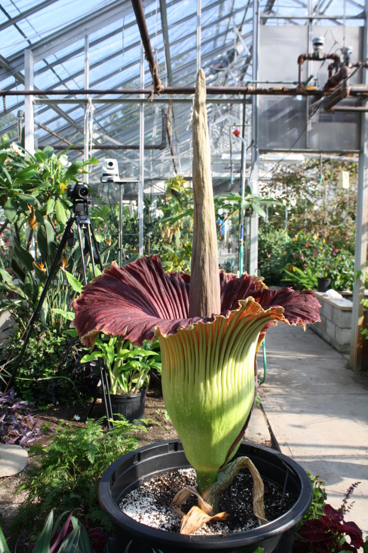 klasifikasi bunga bangkai (Amorphophallus)