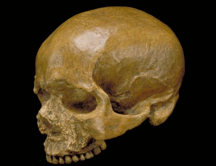 manusia purba tertua dari Eropa