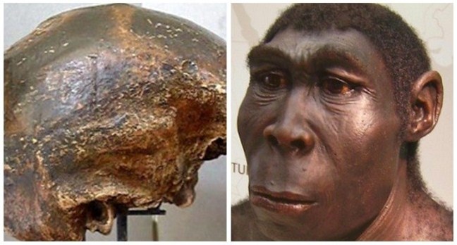 ciri-ciri manusia purba Homo Soloensis