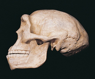 Sinanthropus Pekinensis manusia purba dari china