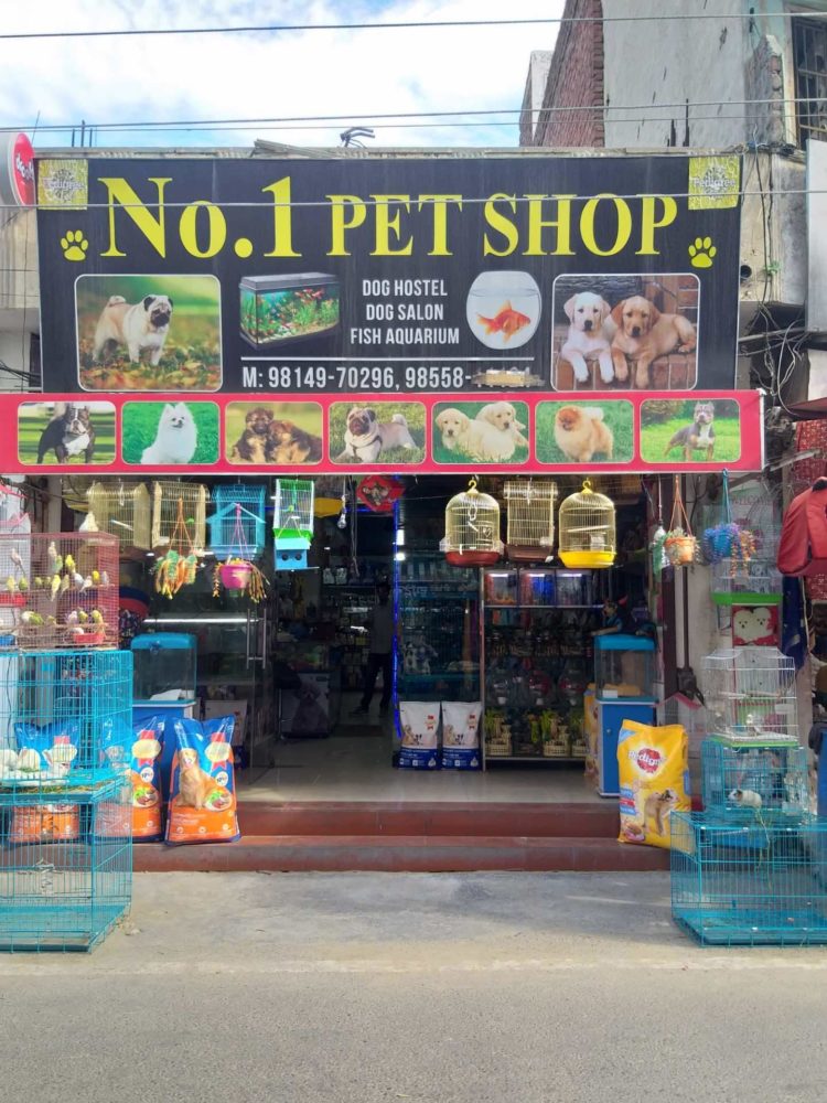 ilustrasi peluang usaha pet shop modal kecil