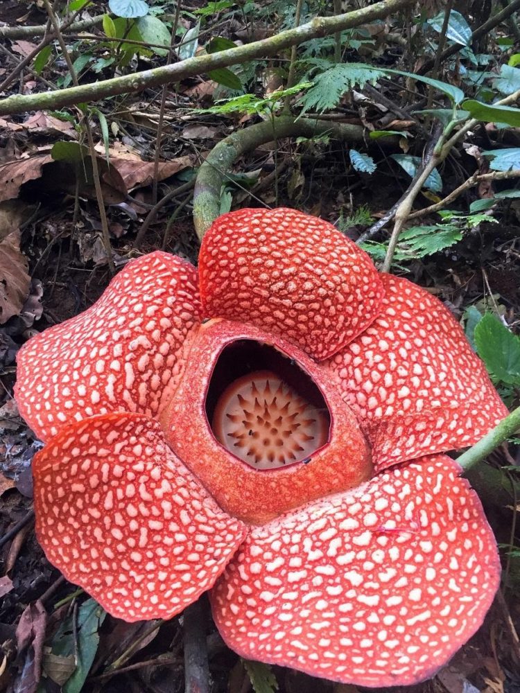 perbedaan rafflesia arnoldii dan bunga bangkai