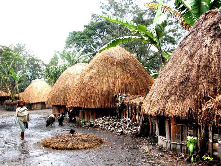 rumah adat papua dan penjelasannya