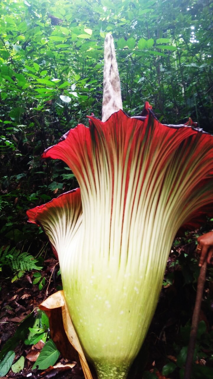 siklus bunga bangkai (Amorphophallus)