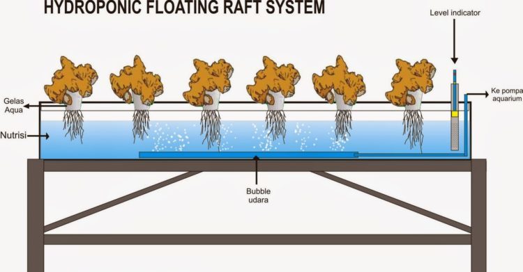contoh jenis tanaman hidroponik