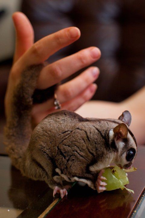 cara merawat sugar glider joey