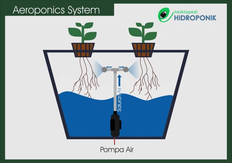 nutrisi tanaman hidroponik