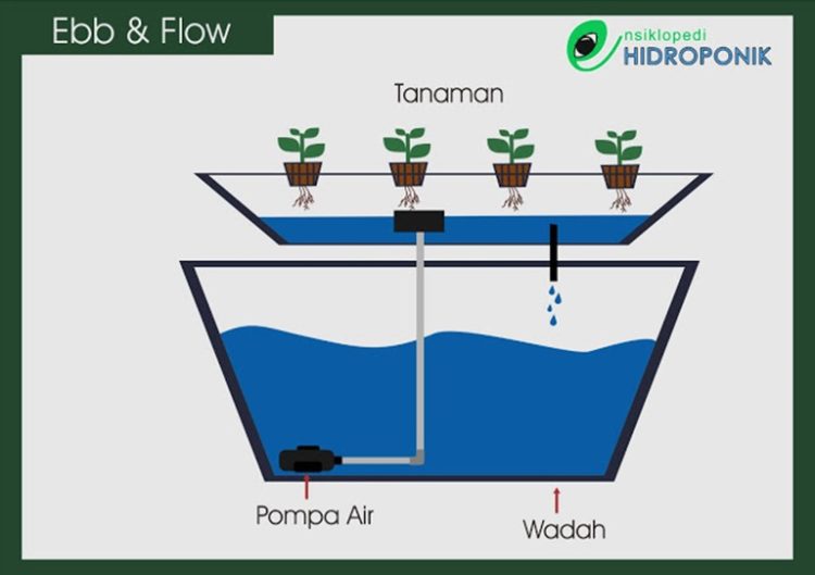 pupuk tanaman hidroponik