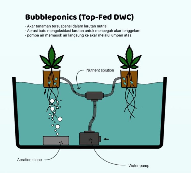 cara merawat tanaman hidroponik