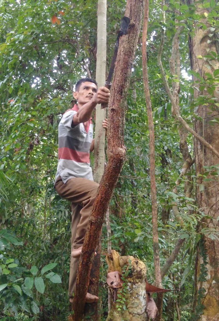 Menebang pohon untuk rumah adat Aceh