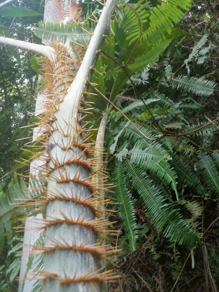 Contoh Rumah adat Aceh tanaman rotan untuk tali