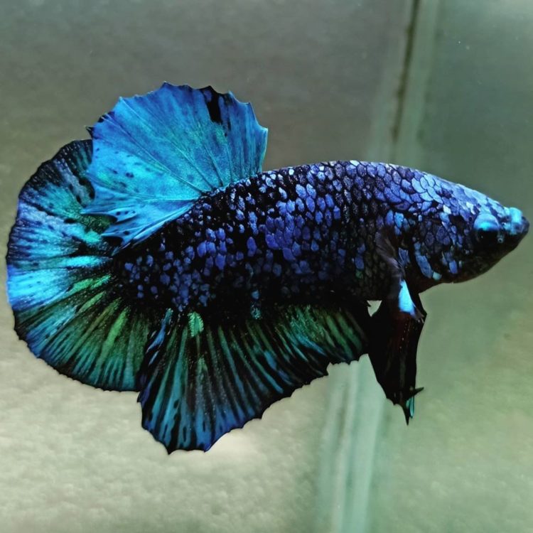 ikan cupang avatar betta harga