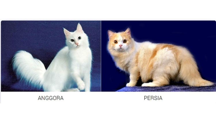 bedanya kucing anggora dan persia