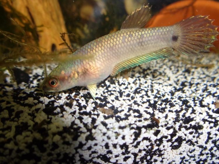 ikan cupang betta unimaculata vs ocellata