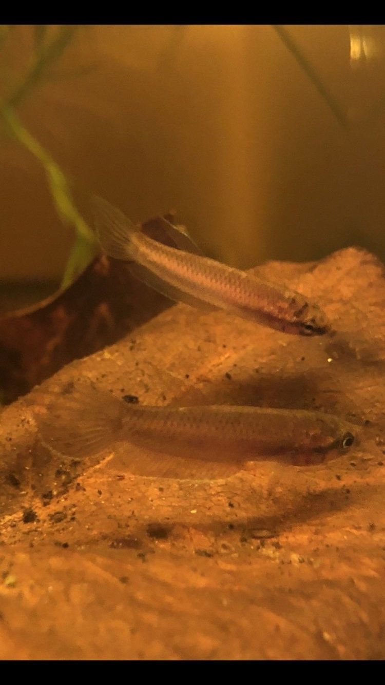 ikan cupang betta rubra habitat