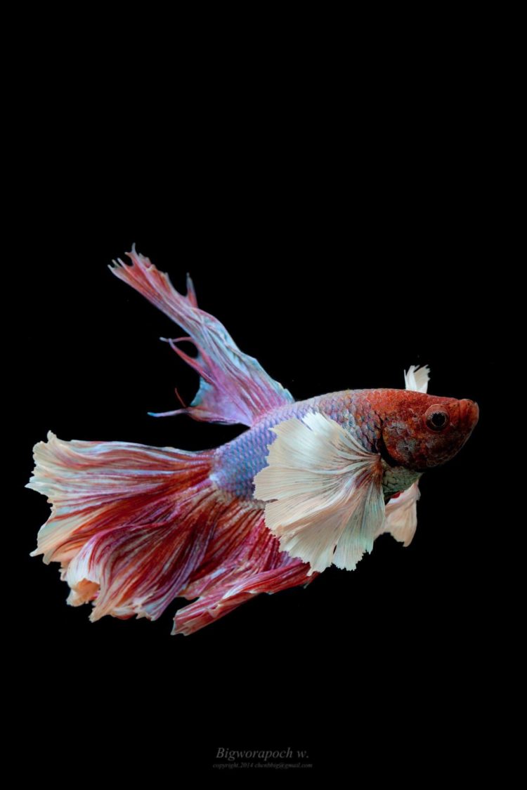 ikan cupang big ear betta fish