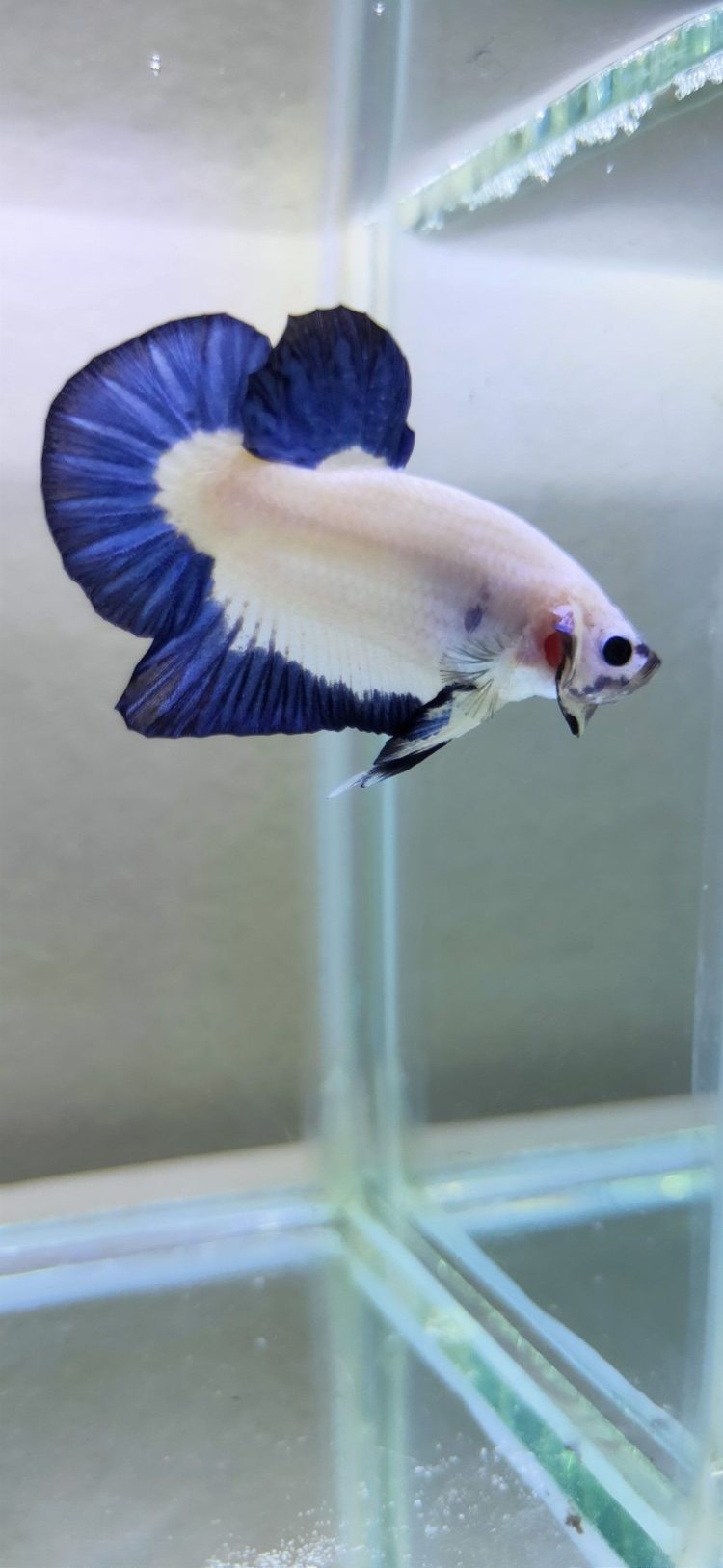 ikan cupang blue rim betta harga