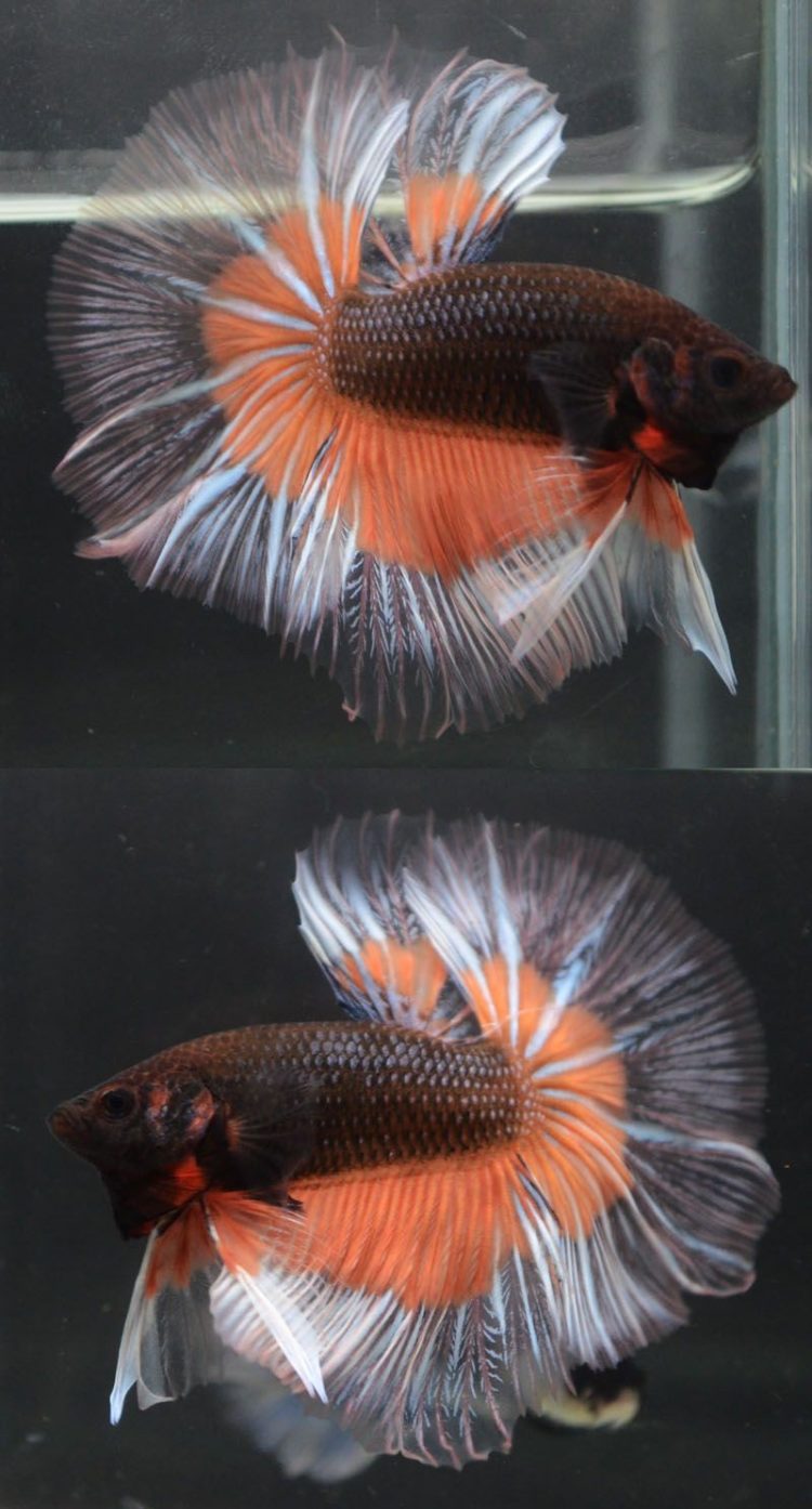 ikan cupang butterfly betta male