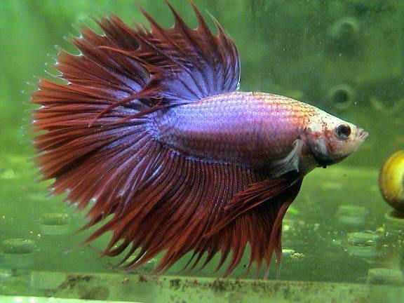 ikan cupang combtail betta female