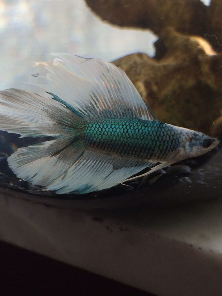 ikan cupang double tail betta price