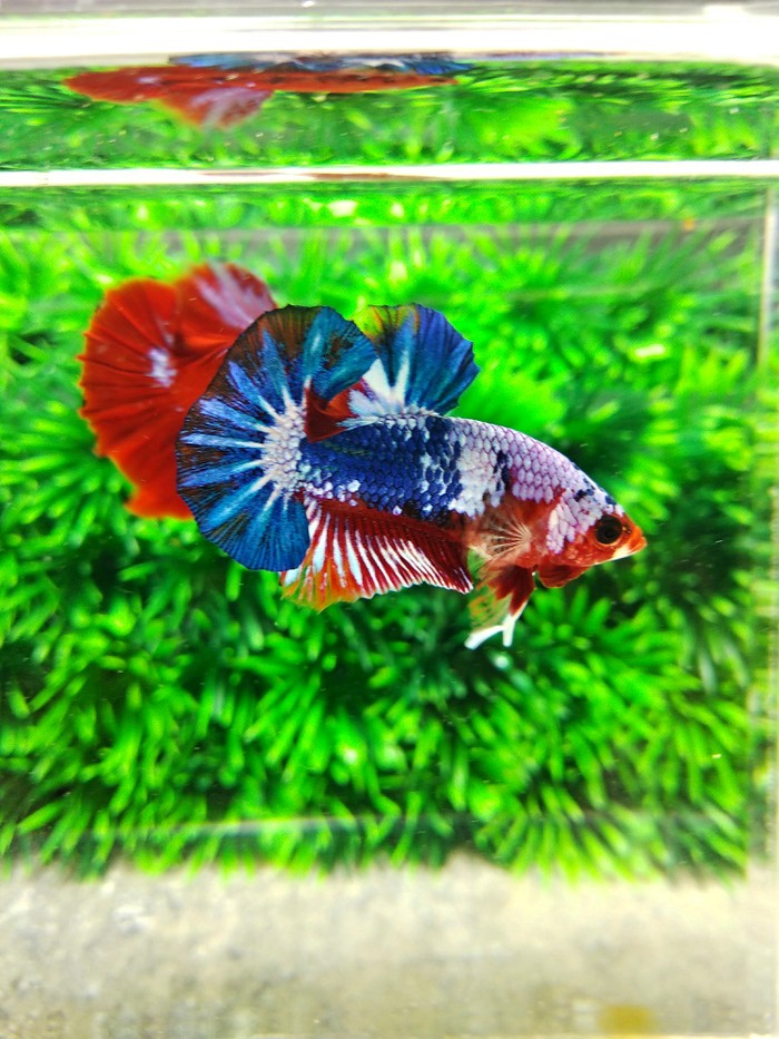 ikan cupang fancy bettas