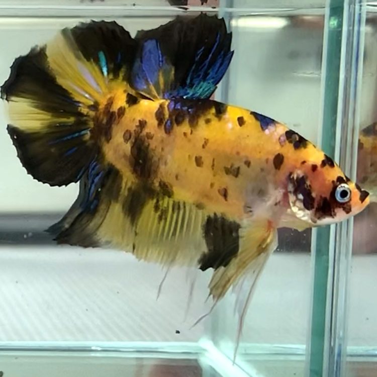 21 Jenis Ikan Cupang Hias Aduan Tercantik Termahal