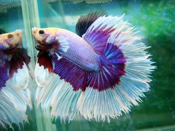 ikan cupang half sun betta for sale