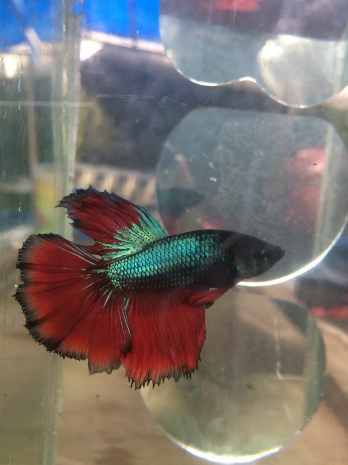 ikan cupang halfmoon betta feathertail