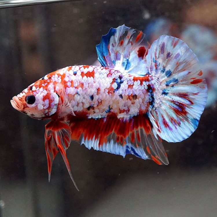 ikan cupang koi betta history