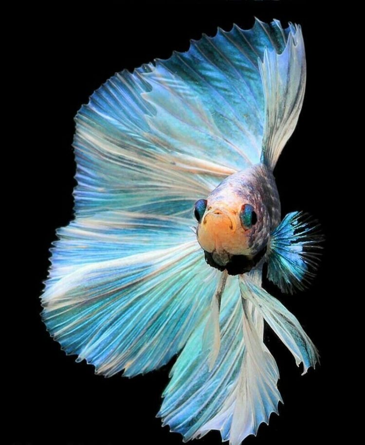 Gambar Ikan Cupang Crowntail