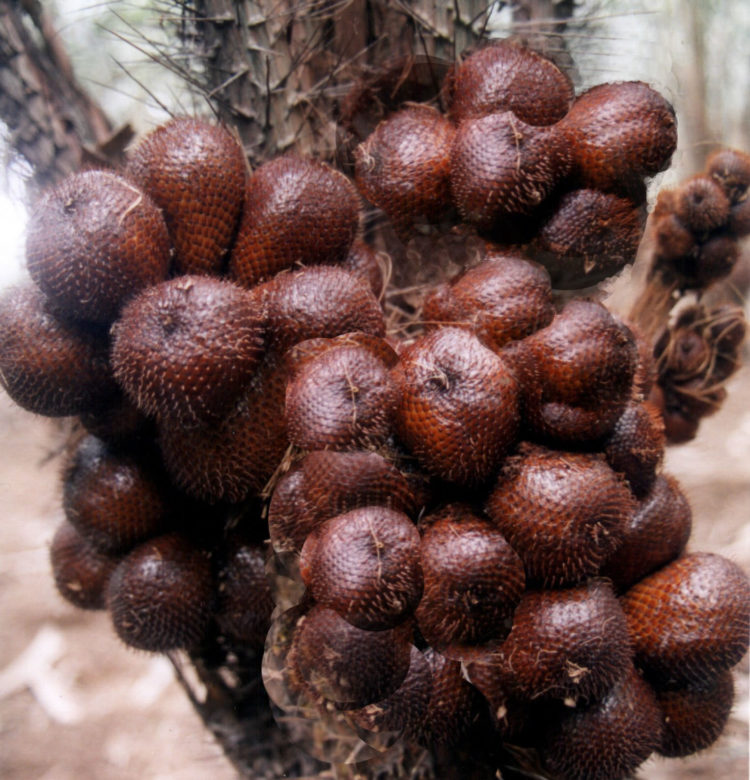 gambar salak sebagai oleh oleh khas jogja