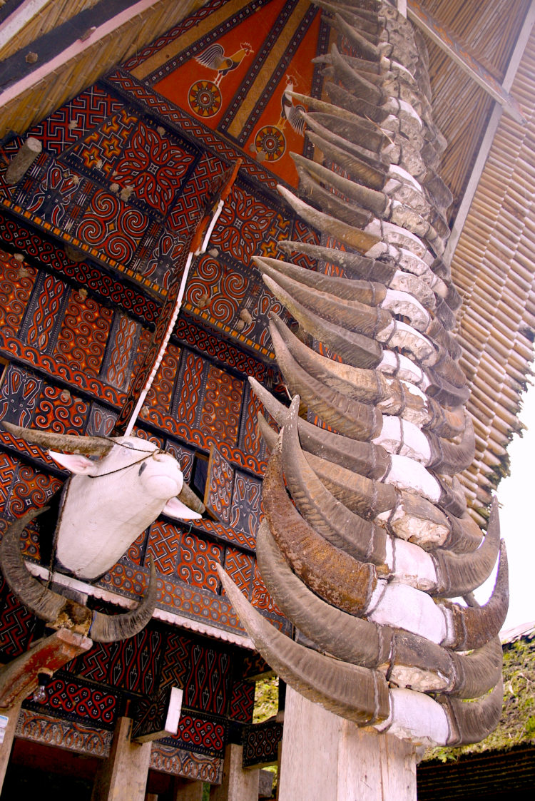 tanduk kerbau rumah adat sumba