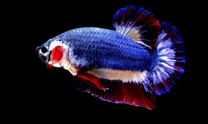 ikan cupang thailand flag betta