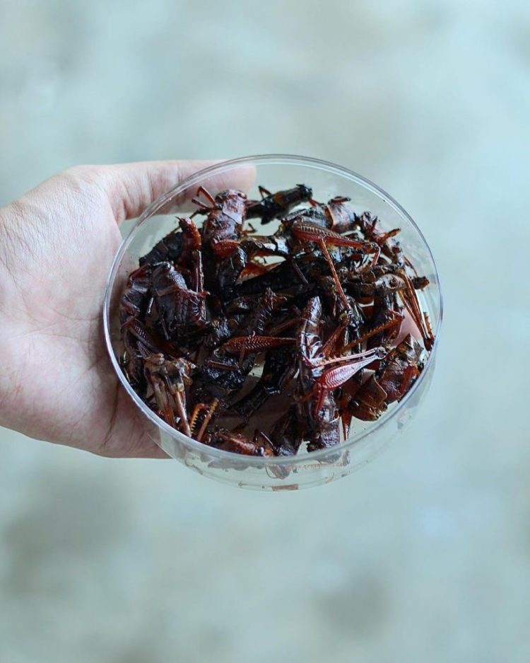 Foto Belalang Goreng Makanan Khas Jogja