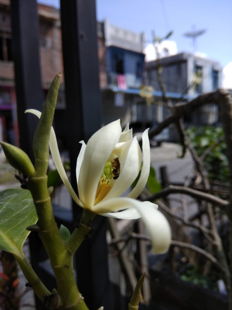gambar bunga cempaka putih makna tari bungong jeumpa