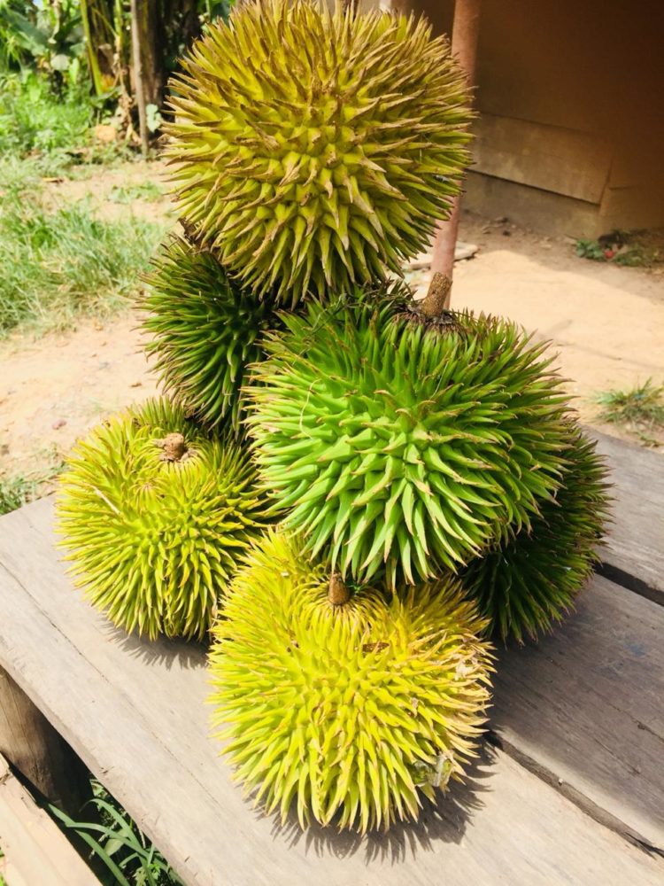 nama makanan khas bangka belitung durian getar bumi