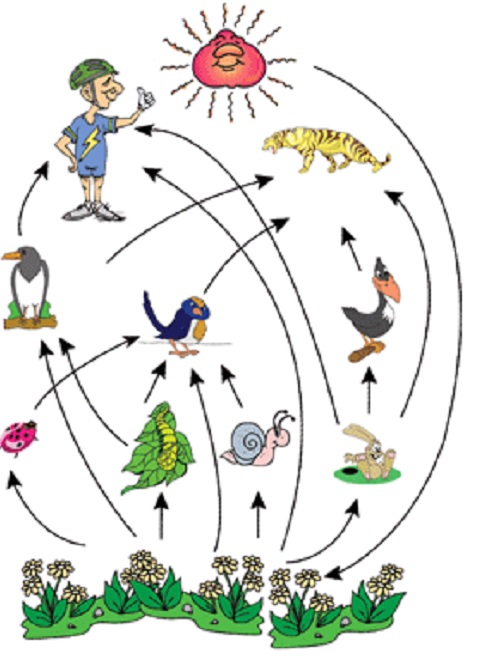 gambar Antar Komponen Biotik dalam Pengertian Ekosistem