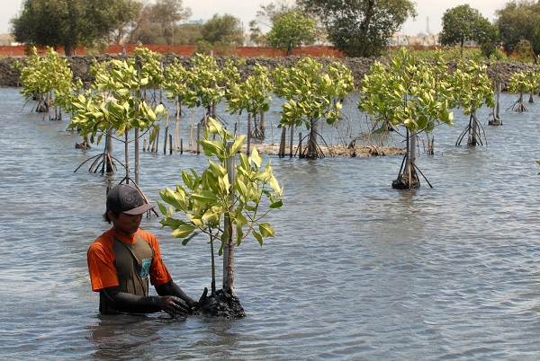 Gambar Cara Melestarikan Ekosistem Danau dalam Pengertian Danau