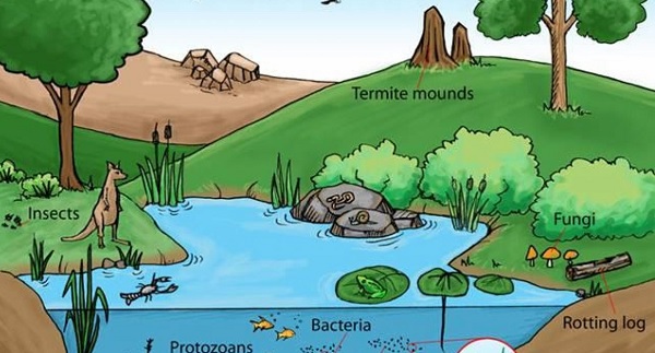 Gambar Ciri-Ciri Ekosistem Danau dalam Pengertian Danau