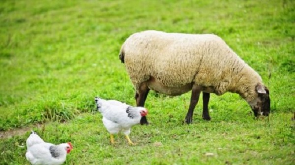 gambar Contoh Simbiosis Kambing dengan Ayam dalam Pengertian Simbiosis