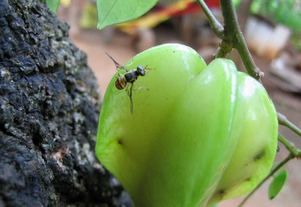 gambar Contoh Simbiosis Lalat dengan Buah-buahan dalam Pengertian Simbiosis