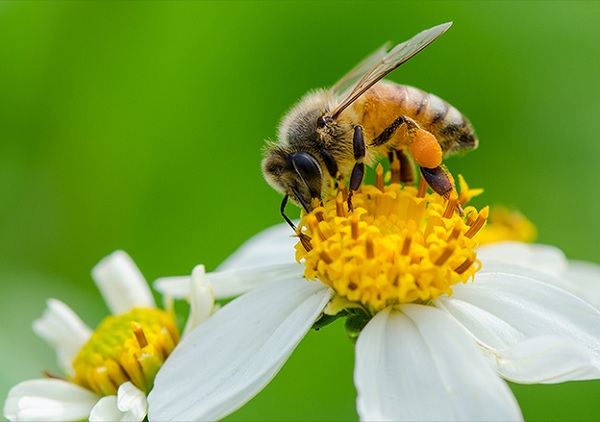 ilustrasi Contoh Simbiosis Lebah dengan Bunga dalam Pengertian Simbiosis