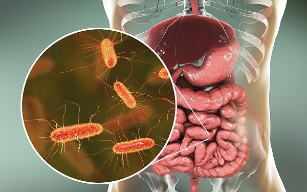 gambar Contoh Simbiosis Manusia dengan Bakteri dalam Pengertian Simbiosis